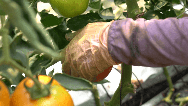 Hands picking ripe tomatoes from vine