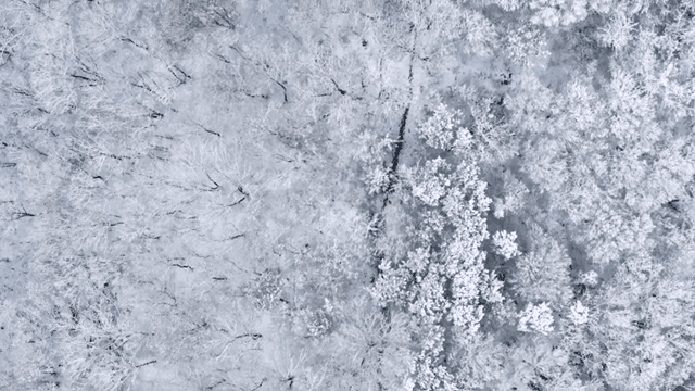 Trees in a snowy forest
