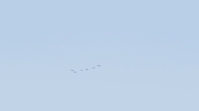 Birds passing through the blue sky