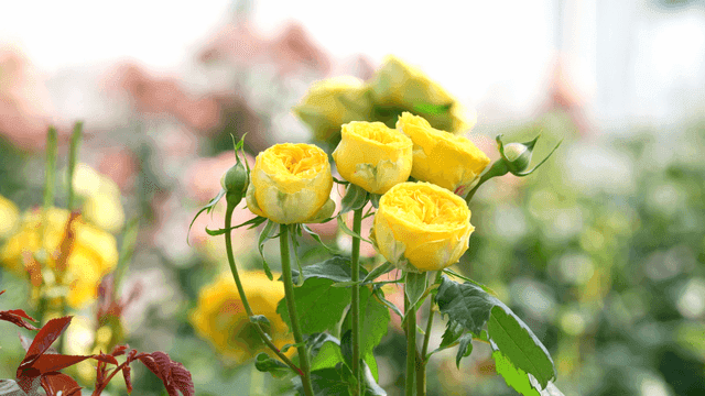Yellow roses blooming in a garden