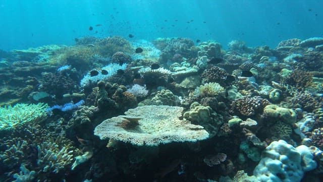 Vibrant coral reef teeming with marine life