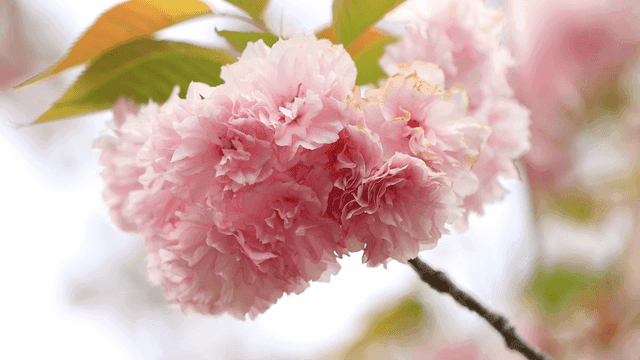 분홍색 벚꽃이 핀 나뭇가지