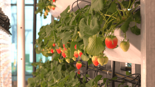 Strawberries growing in a vertical farm