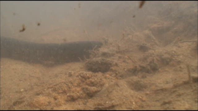 자연 담수 서식지에 사는 드렁허리