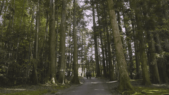 키 큰 나무가 있는 고요한 숲길