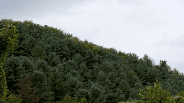 흐린 하늘 아래 푸른 숲