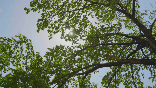 흔들리는 푸른 나무 사이로 비치는 햇빛