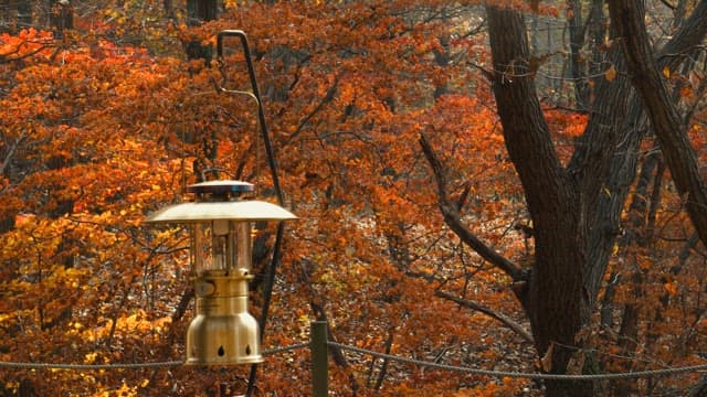 Man Hanging a Lantern in Autumn Woods