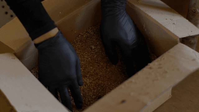 종이 상자에 담긴 톱밥을 만지는 장갑 낀 손