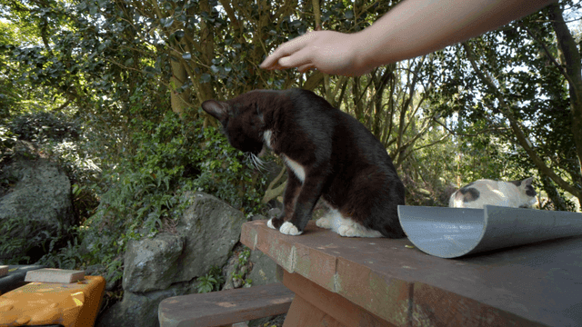 Man stroking black cat in shade of tree
