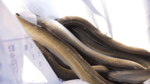 Eels in a plastic bag under sunlight