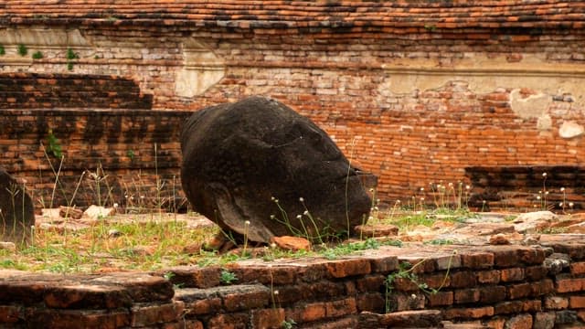 The serene ancient temple ruins with a fallen Buddha head