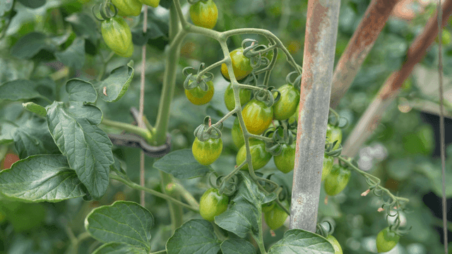 Green cherry tomatoes growing on vines