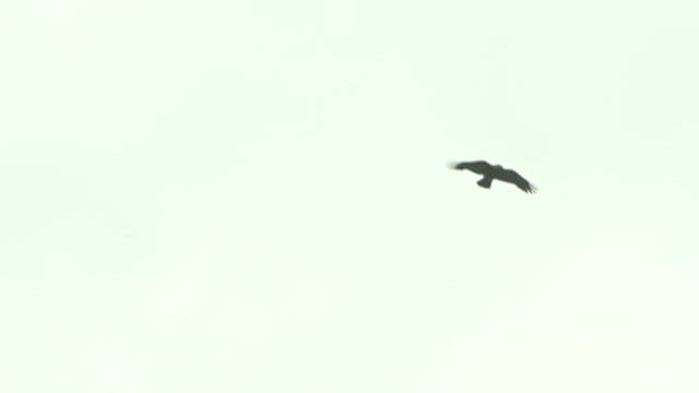 Solo Bird Gliding Gracefully in a Clear Sky