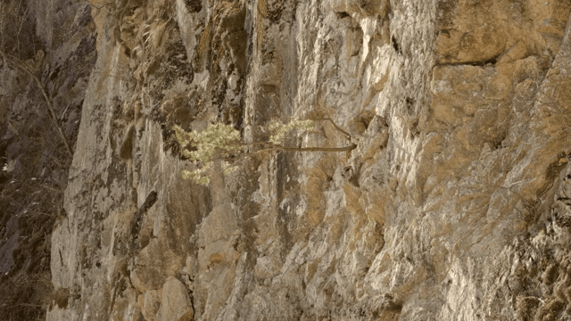 바위 절벽에 자라는 외로운 나무