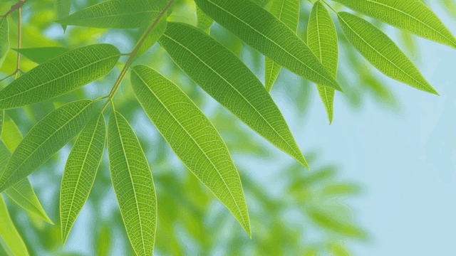 여름 햇빛 아래 생생한 녹색 나뭇잎