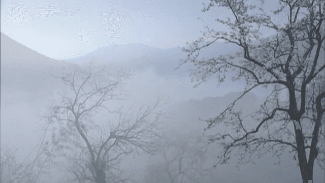 아침 안개 속의 산과 나무