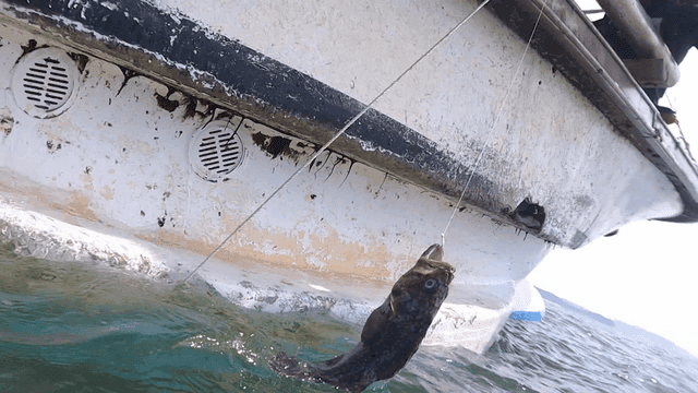 Fish caught in sea and pulled up onto boat