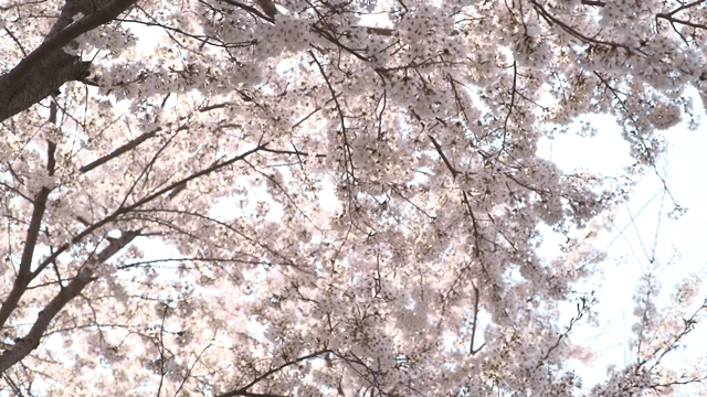 만개한 아름다운 벚꽃