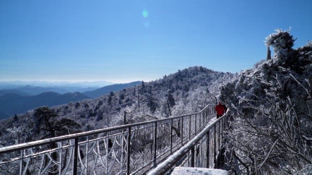 눈 덮인 숲을 가로지르는 나무 산책로를 걷는 사람들