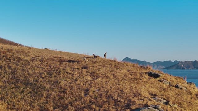 Deer Grazing on a Coastal Hillside at Sunset