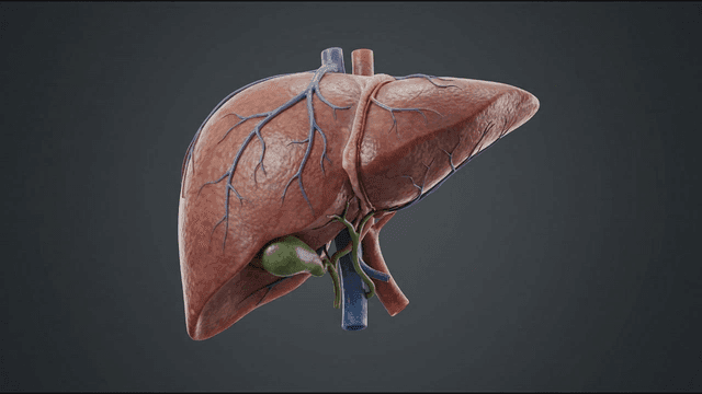 Detailed view of human liver model