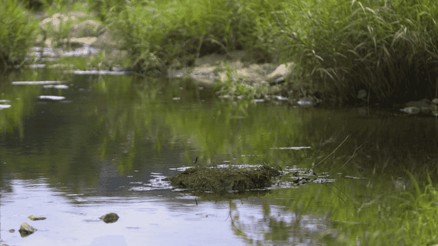 Quiet stream surrounded by green vegetation