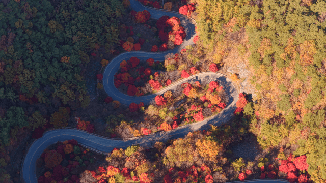 알록달록한 가을 숲을 지나는 구불구불한 도로