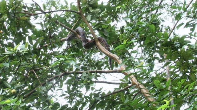 Boa Snake climbing a tree in its natural habitat