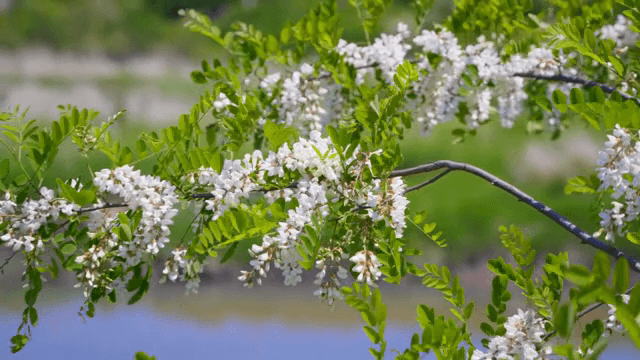 나뭇가지에 피어난 하얀 꽃들