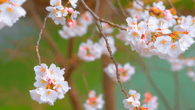 가지에 만개한 벚꽃