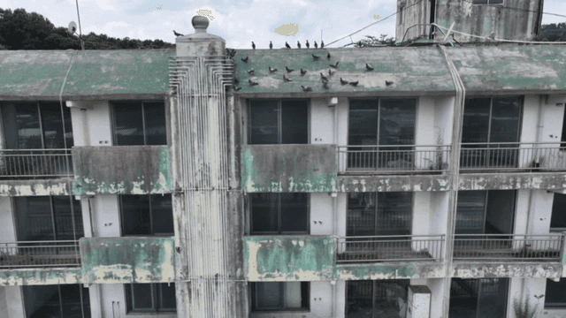 Old apartment with pigeons on the roof