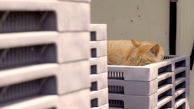 플라스틱 상자에서 자고 있는 노란 고양이
