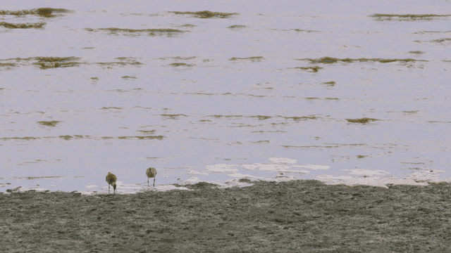 갯벌에서 떼지어 먹이를 찾는 도요새들