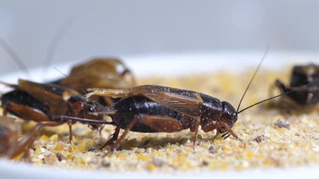 Crickets feeding primarily on grains on the ground