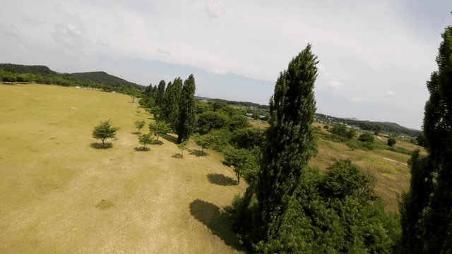 Serene park with tall trees and clear sky