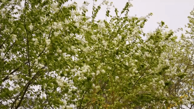 흰 꽃이 핀 푸른 나무