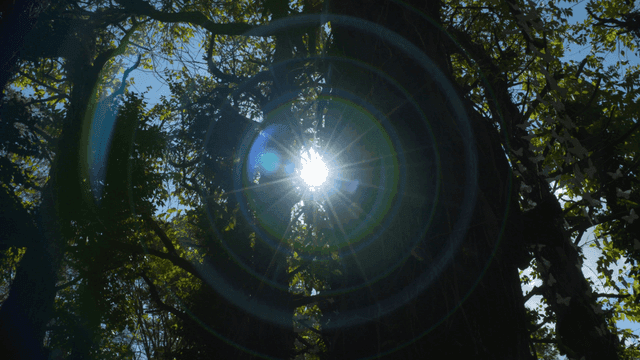Sunlight filtering through forest trees