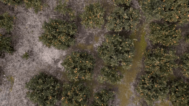 Citrus trees in a vast orchard