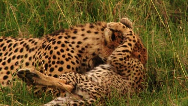 풀밭에 누워있는 치타들