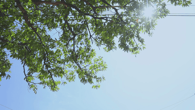 초록 잎 사이로 비치는 햇빛