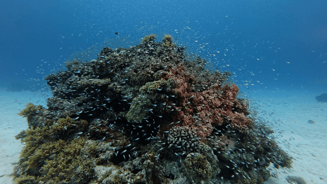 Vibrant coral reef full of small fish