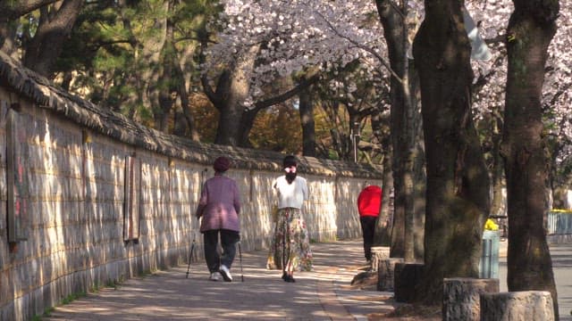 People walking alongside a stone wall with cherry blossoms