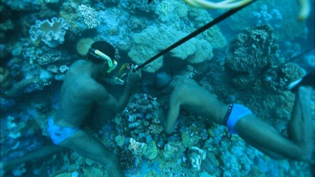 Spearfishing Activity in a Coral Reef