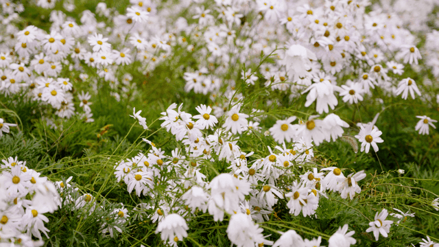 활짝 핀 하얀 데이지 꽃밭