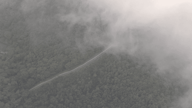 안개 낀 숲과 구불구불한 길
