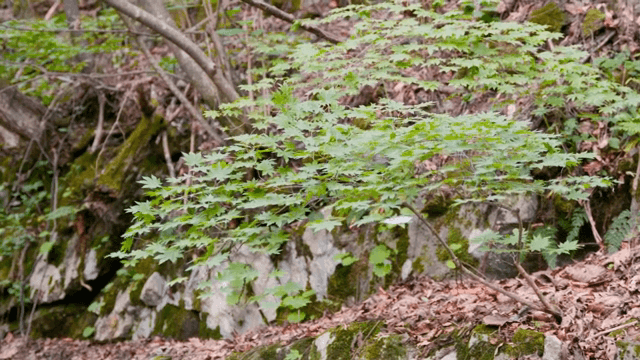 숲 속의 작은 나무