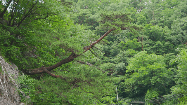 Windy green forest with leaning tree