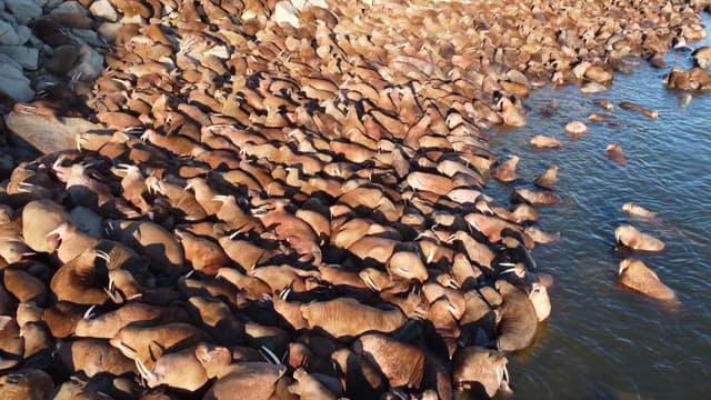 Herd of Walruses Resting by the Water