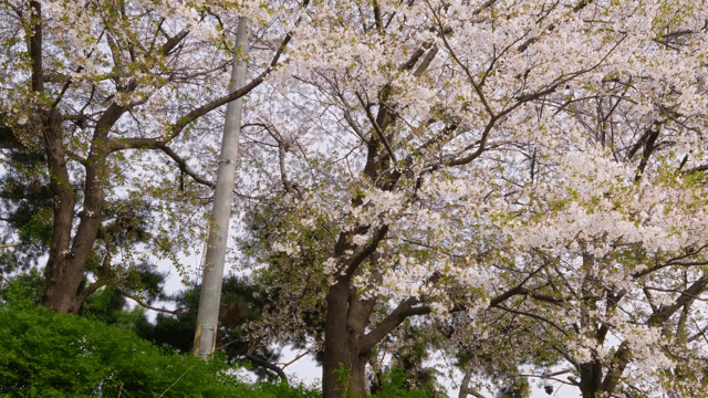 Cherry blossom trees in full bloom